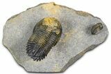 Flying Hollardops Trilobite With Gerastos - Multi-Toned Shell #384186-1